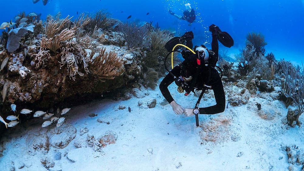 SDI Diver Coral and Fish