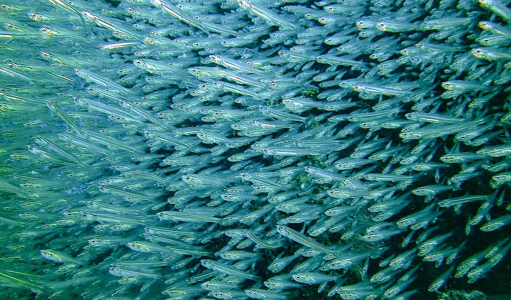 SDI Marine Ecosystems awareness silver fishes