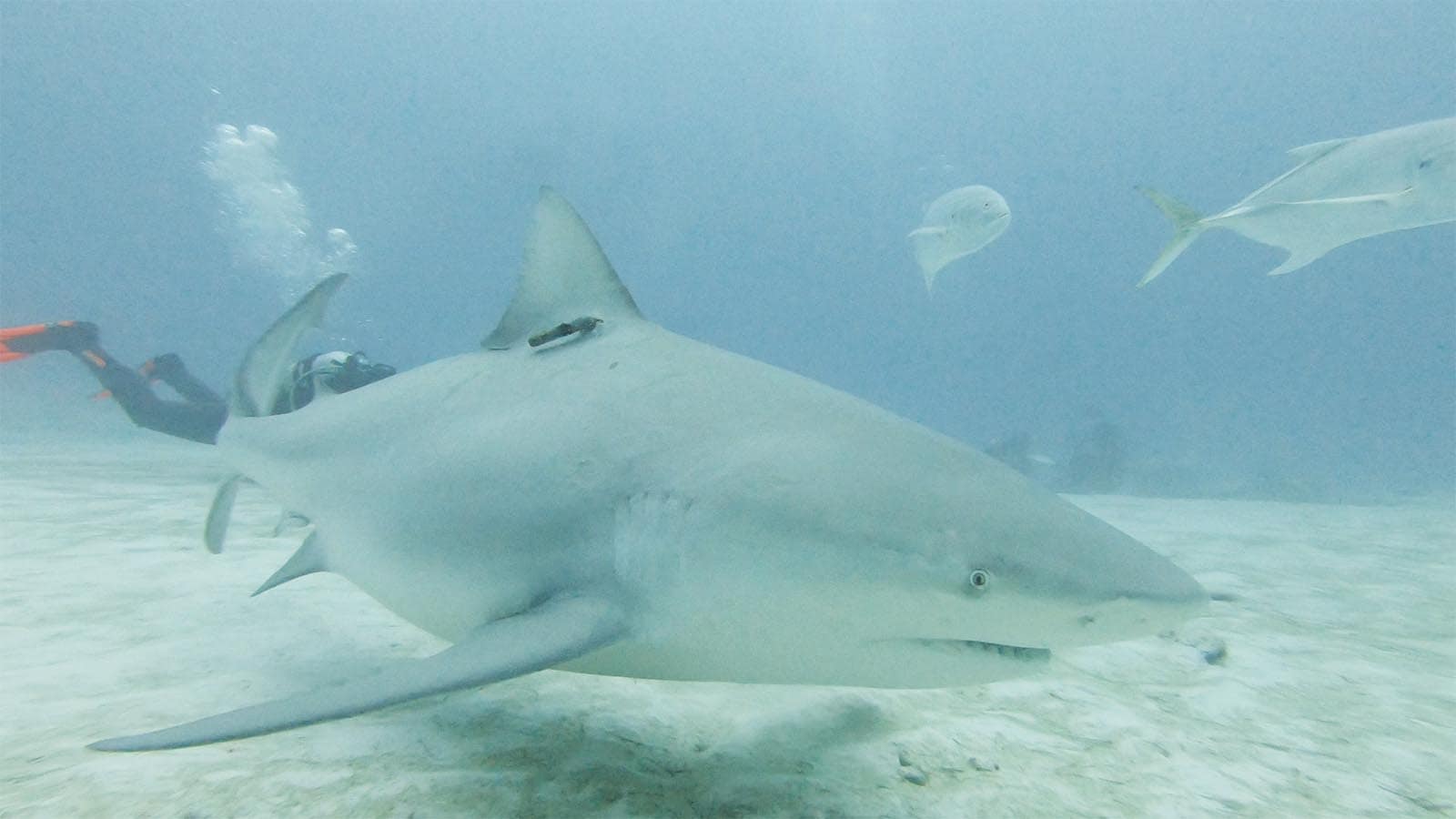 BULL SHARK DIVING CANCUN shark diving with Frogman Diving