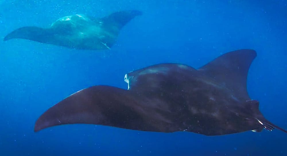 feeding manta rays manta rays feeding in formation