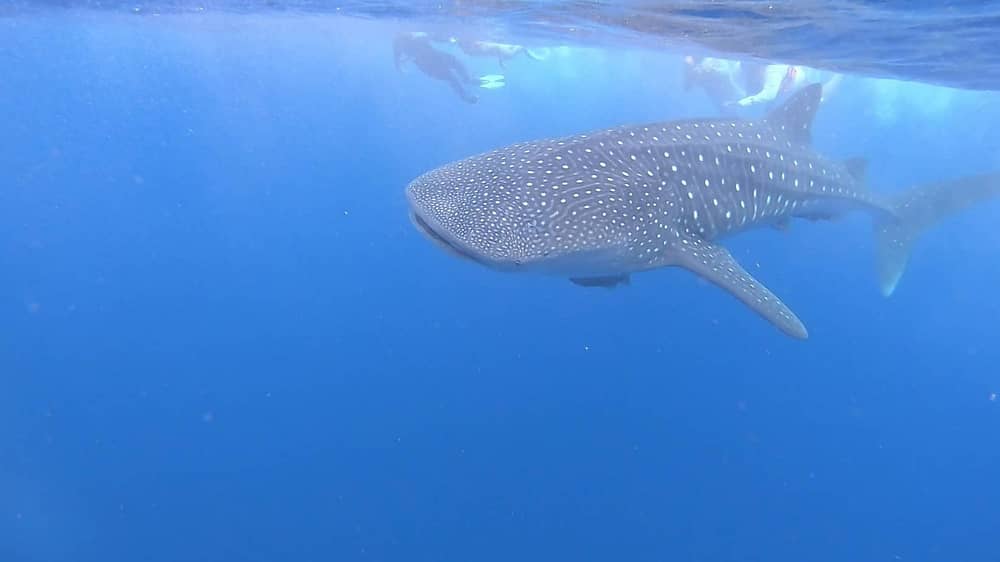 whale shark tour in Cancun whale shark tour: observed by snorkellers