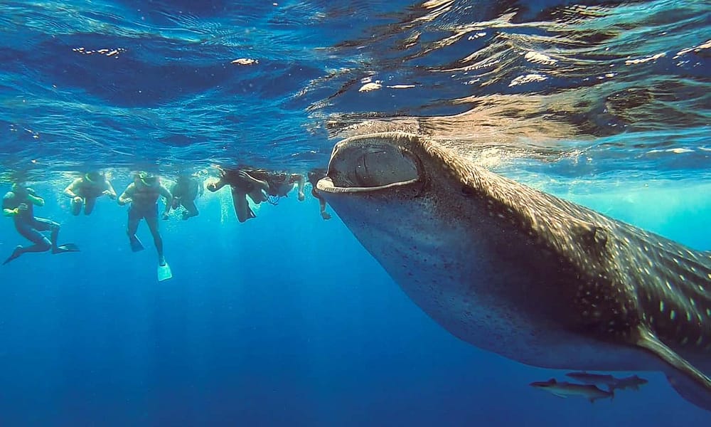 whale shark feeding observed by snorkellers