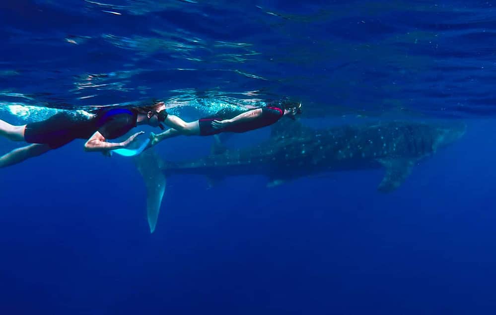 snorkelling with whale sharks on a whale shark tour in cancun