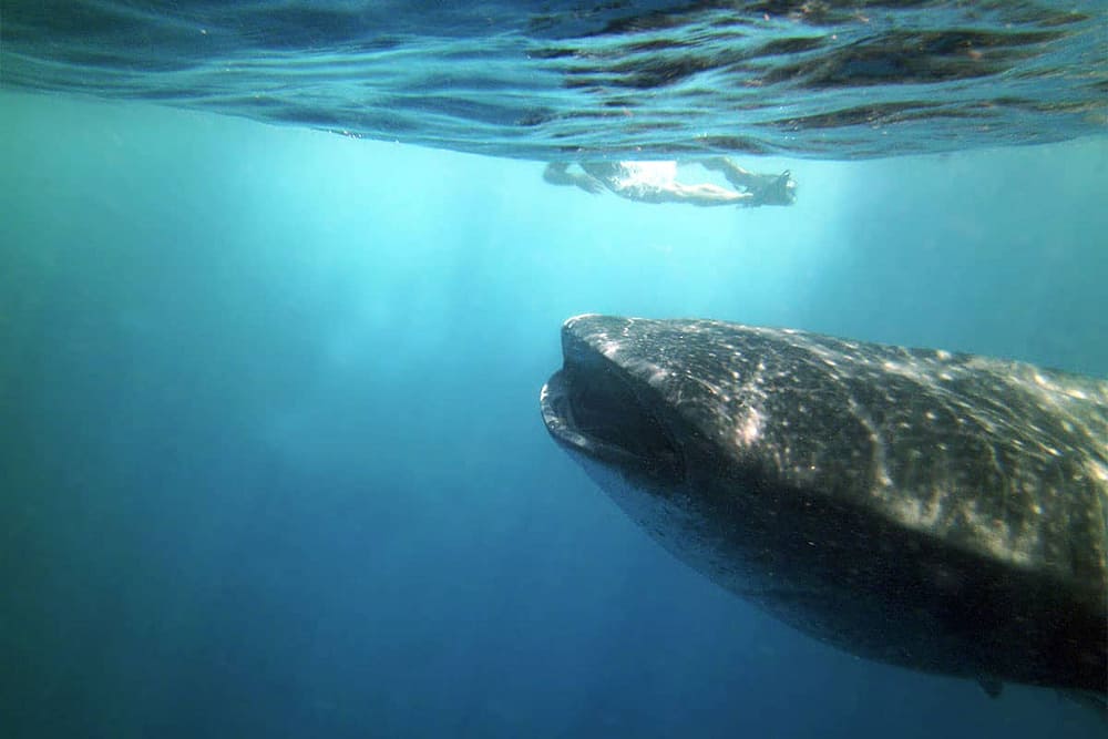 swim with whale sharks in Cancun