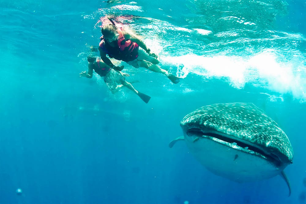 snorkelers with whaleshark at whale shark tour cancun isla mujeres