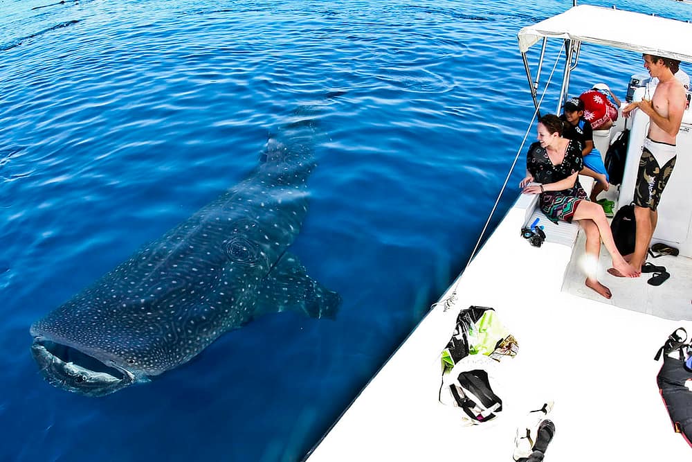 snorkelers waatch whale shark from the boat at whale shark tour cancun isla mujeres