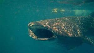 whale shark filtering, cancun whale shark filtering at isla mujeres