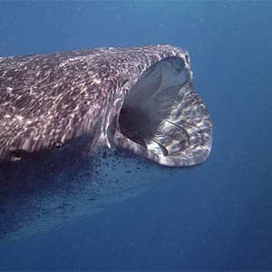 ocean whale shark in cancun