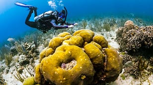 SDI Advanced Buoyancy control Diver and Coral
