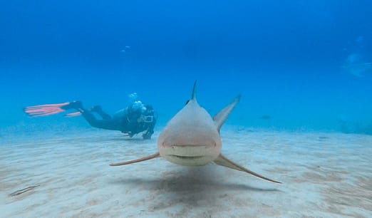 Bullshark-front-with-diver-test (1 of 1)