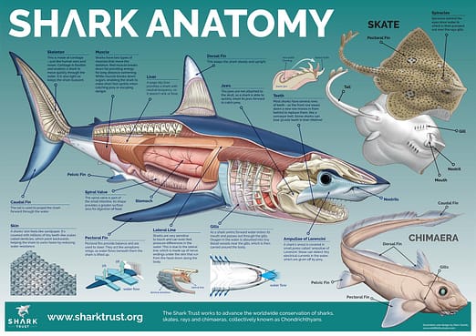 shark anatomy poster